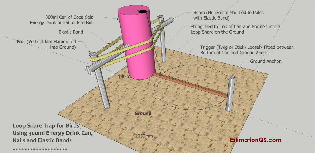Loop Snare Trap for Birds Using Small Energy Drink Can Nails and Elastic Bands