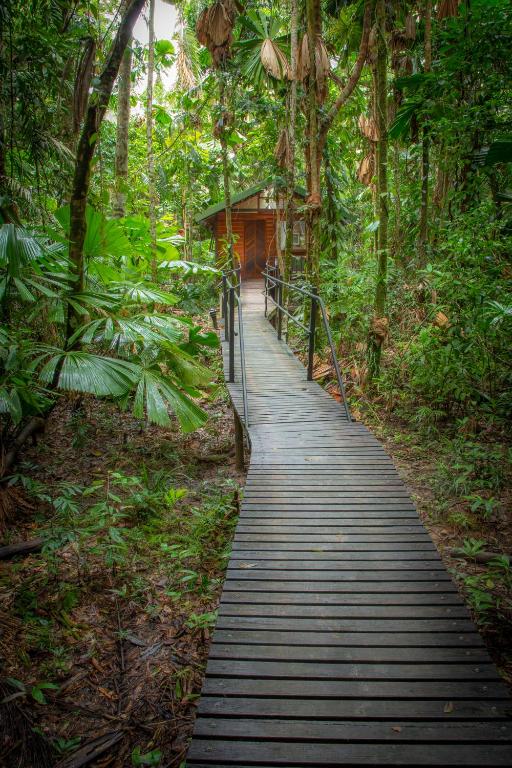 Wooden Boardwalk Daintree Rain Forest in Australia (2)
