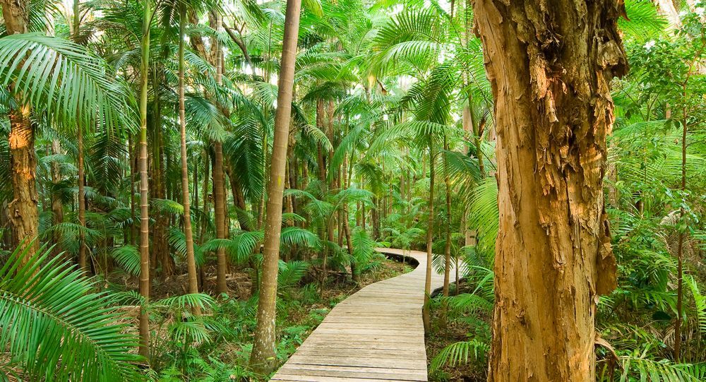 Wooden Boardwalk Daintree Rain Forest in Australia