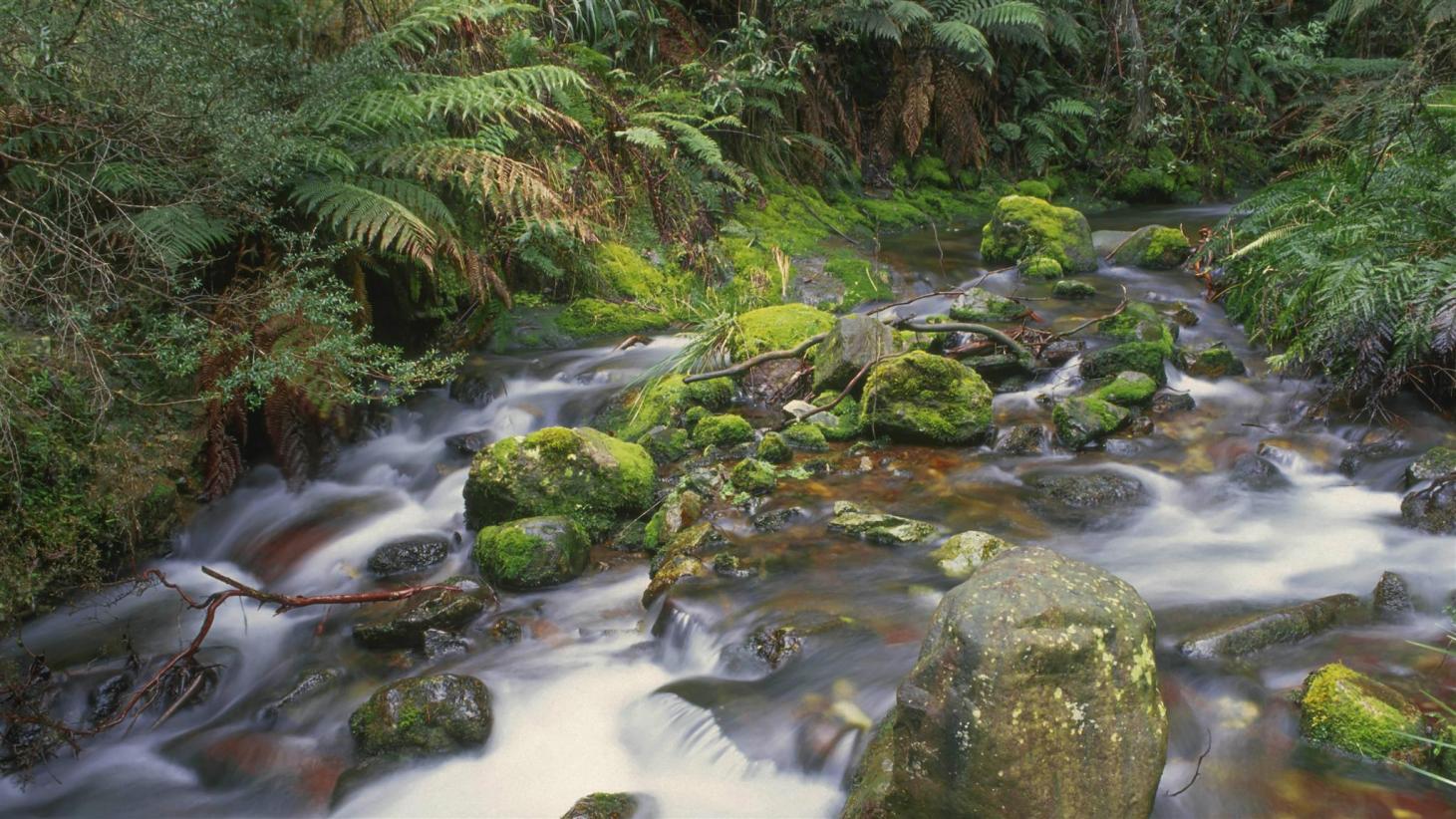 Mount Dandenong Ranges, Australia