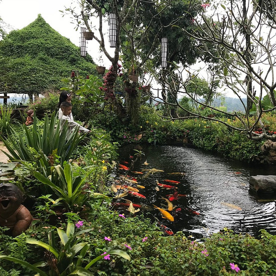 Phu Chaisai Mountain Resort, Ban Mae Salong Nok, Mae Chan, Chiang Rai, Thailand.