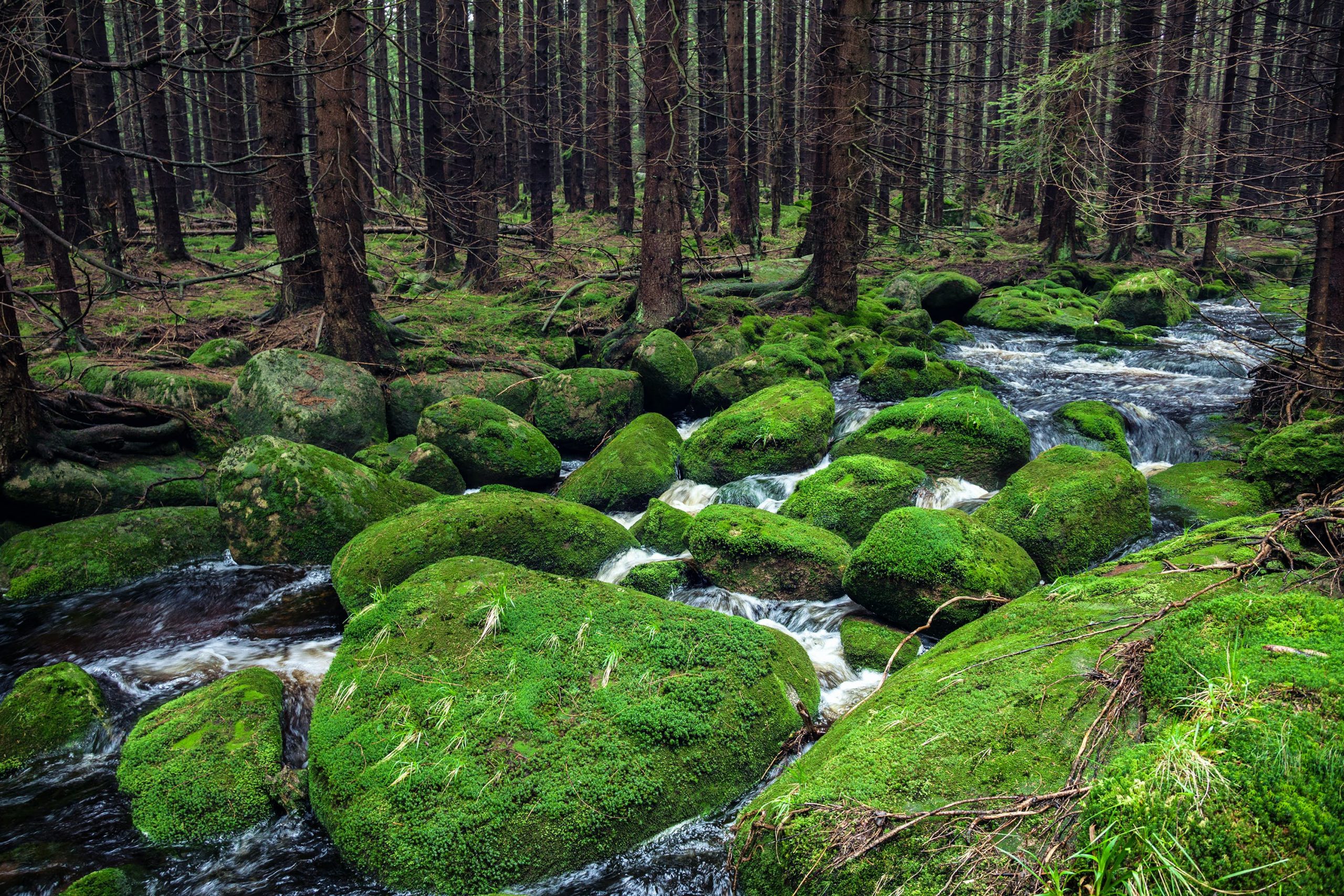 The Black Forest Mountain Range, Baden-Wurttemberg, Germany