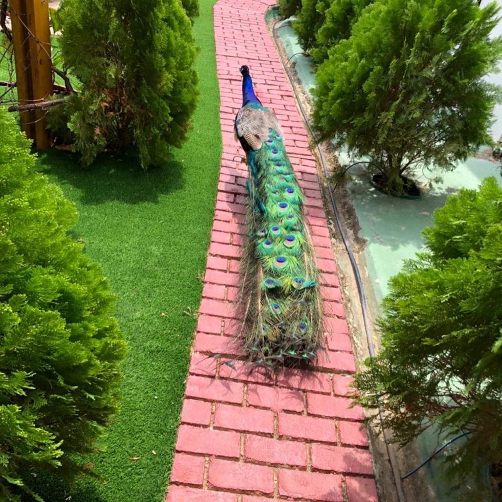Nafanny Spa, Alto Vista 39F, Noord, Aruba Fanny Lumps Home and Yard (20)